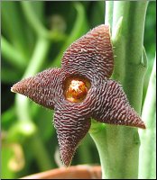 Stapelia kwebensis 4 petales